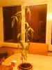 DSC00699.JPG