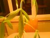DSC00700.JPG
