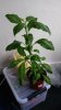 20150915_090343sally.jpg