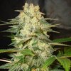 world-of-seeds-afghan-kush-ryder-feminised-autoflower.jpg