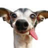 ceasar
