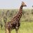 ImpotenteGiraffe