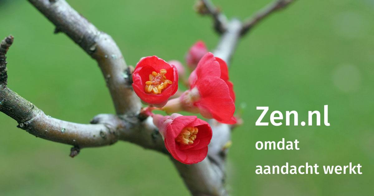 www.zen.nl
